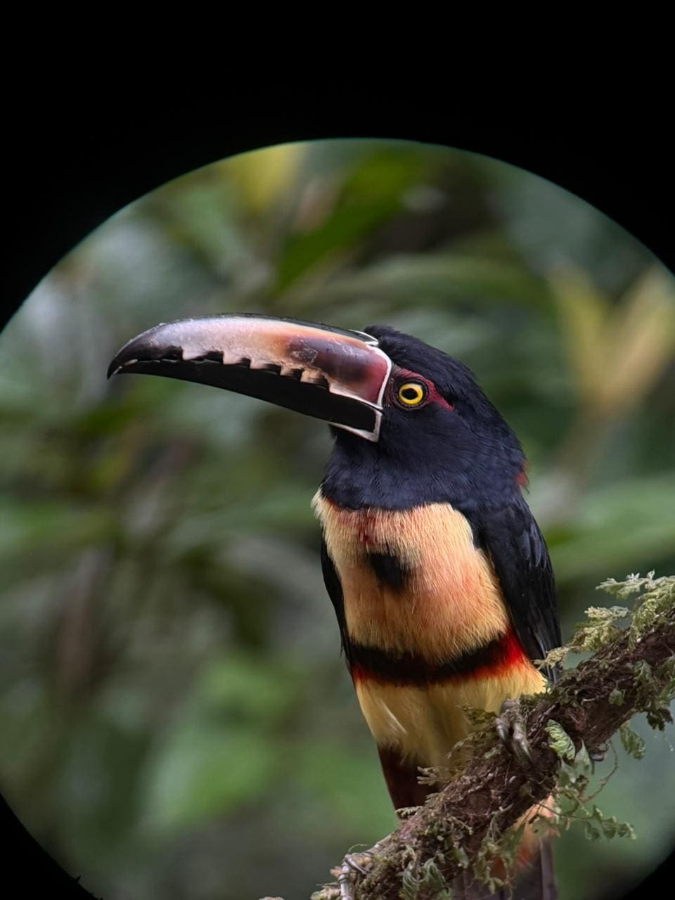 Ecocentro Danaus – Birdwatching Tour private tour in La Fortuna Costa Rica