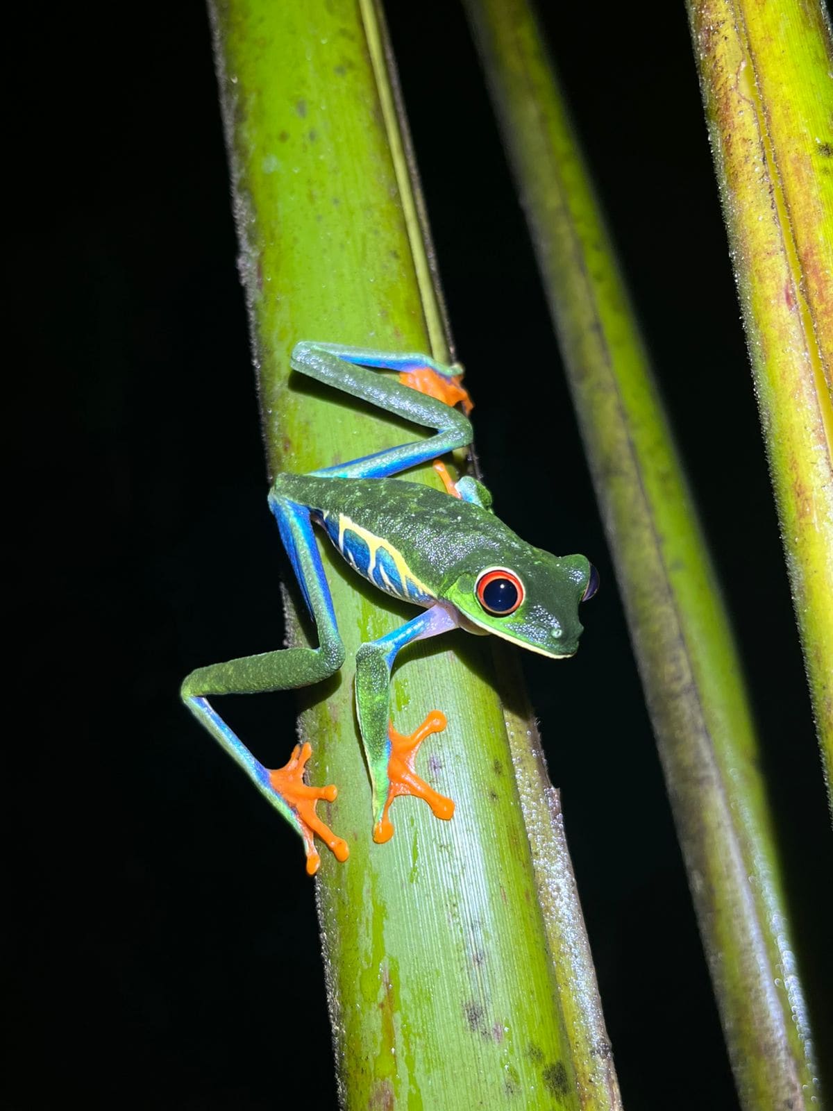 Ecocentro Danaus – Night Tour private tour in La Fortuna Costa Rica