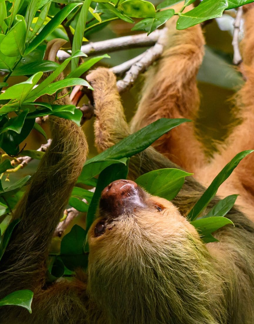 Two-toed Sloth close-up — wildlife photography at Peñas Blancas River
