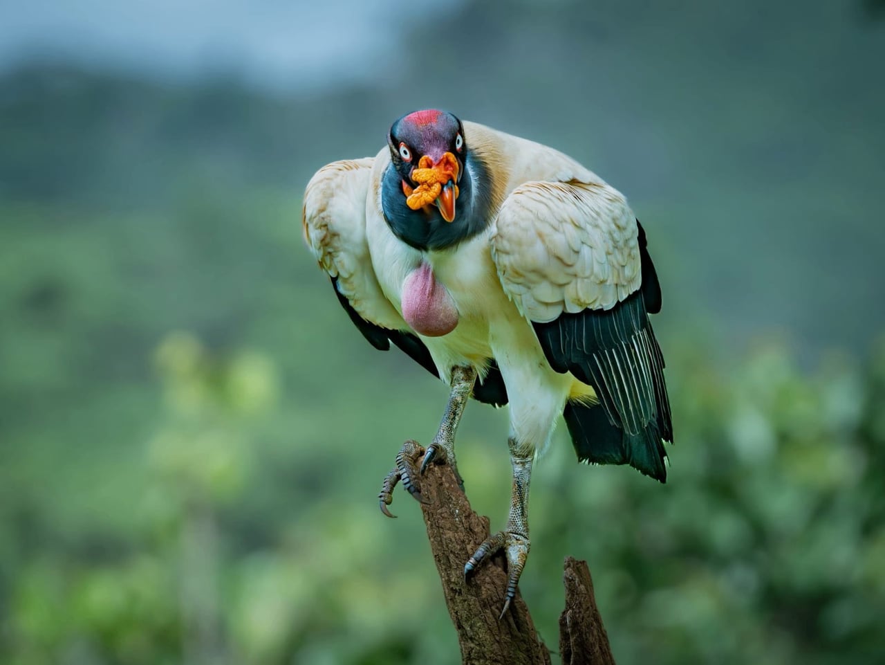King Vulture portrait at Boca Tapada — bird photography in Costa Rica
