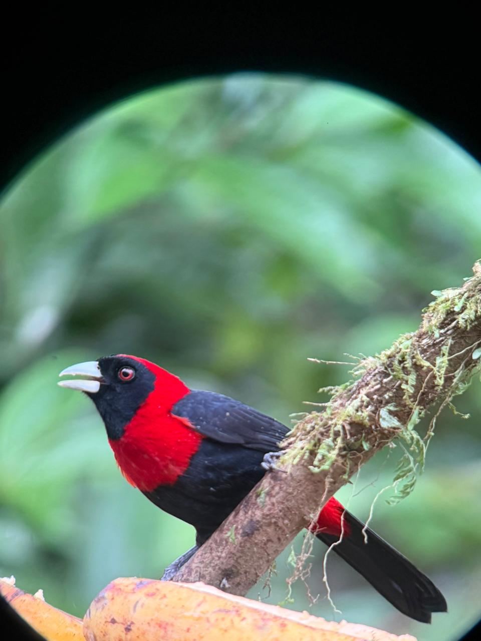 Birdwatching and wildlife photography in Arenal